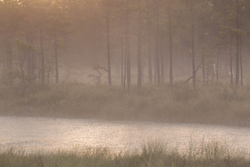 misty, mystical morning in the swamp