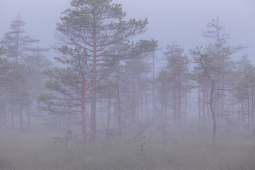 Fototapeta na wymiar misty, mystical morning in the swamp