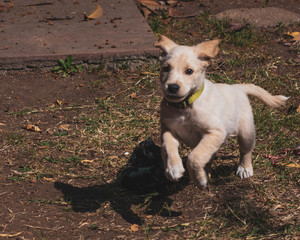 Mascota Corriendo 5