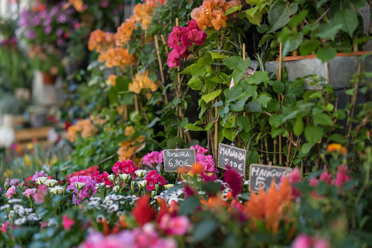 Flowermarket - Lisbon, Portugal