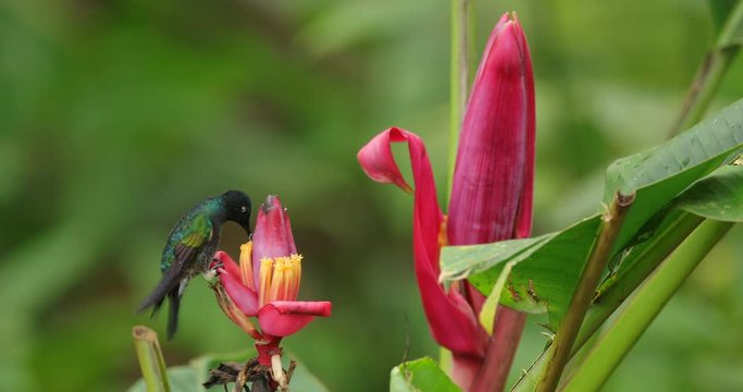 Hummingbird fight, Velvet-purple Coronet, Boissonneaua jardini, dark blue and black bird sitting on pink palm bloom in the tropical forest, beautiful glossy and glittering bird in nature, Ecuador.