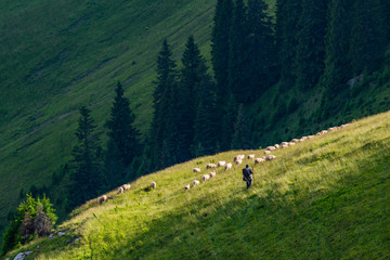 Ray of light over the herd and it's shepard