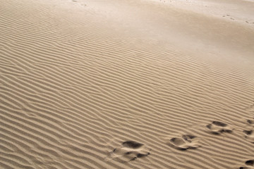 Fototapeta na wymiar The footprints on the sand. Deltebre, Catalonia, Spain