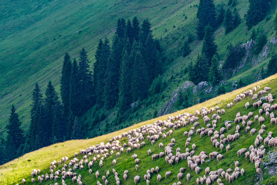 Ray of light over the herd and it's shepard