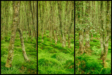 Fototapeta na wymiar Triptych, Storyboard of a Pattern of Moss and Trees in Ancient Irish Woodland