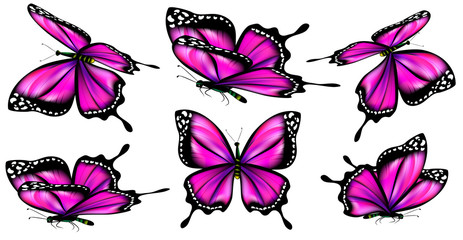 butterfly297