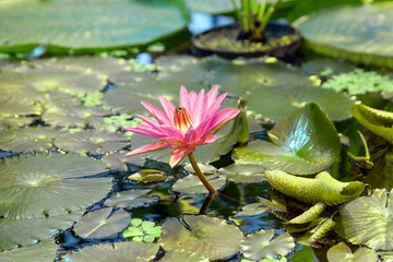 pink water Lily