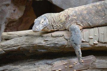 Komodo dragon laying on a log