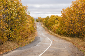Downhill on the road wet from the rain, among autumnal oak groves and fallen leaves on the ground....