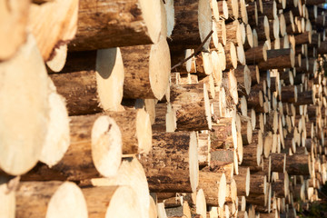 Woodpile of freshly harvested spruce logs. Trunks of trees cut and stacked in forest. Wooden Logs. Selective focus