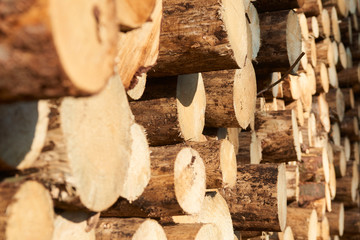 Woodpile of freshly harvested spruce logs. Trunks of trees cut and stacked in forest. Wooden Logs. Selective focus