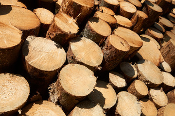 Woodpile of freshly harvested spruce logs. Trunks of trees cut and stacked in forest. Wooden Logs. Selective focus