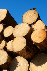 Cuts logs against the blue sky on a sunny day. Forest cutting. Harvesting wood. Selective focus