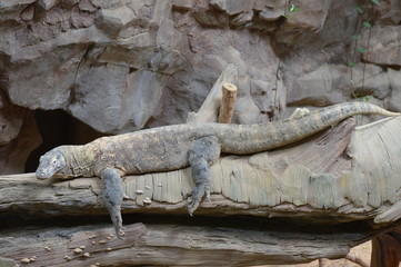 Komodo dragon laying on a log