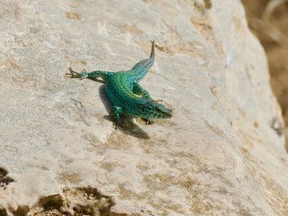 Lagarto tomando el Sol