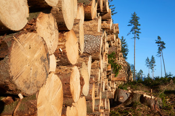Woodpile of freshly harvested spruce logs. Trunks of trees cut and stacked in forest. Wooden Logs. Selective focus