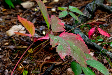 autumn leaves on the ground