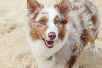 portrait of a smiling dog in the beach