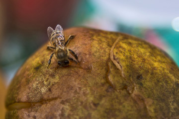 Bee on fruit