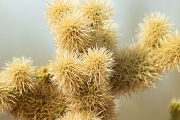 Cactus plant in Arizona 1