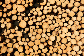 Woodpile of freshly harvested spruce logs. Trunks of trees cut and stacked in forest. Wooden Logs. Selective focus