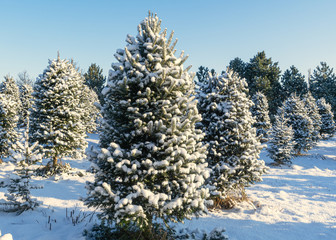 Snow covered trees at a Christmas tree farm.