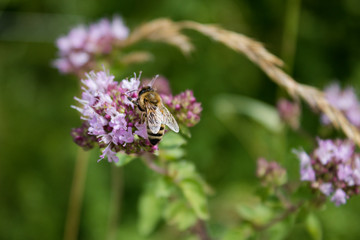 Biene an einer Blüte