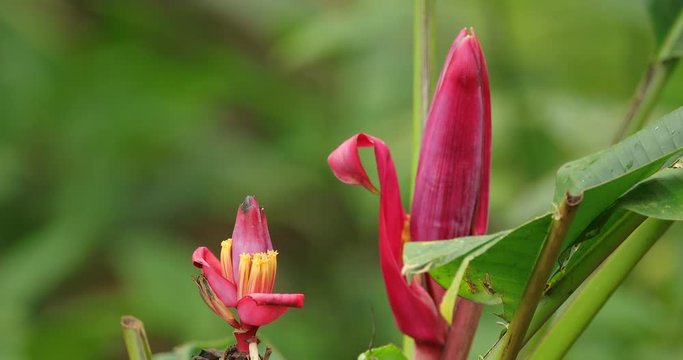 Hummingbird fight, Velvet-purple Coronet, Boissonneaua jardini, dark blue and black bird sitting on pink palm bloom in the tropical forest, beautiful glossy and glittering bird in nature, Ecuador.
