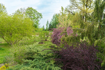 green garden in spring, lots of ornamental plants, all in light green, but in the foreground the bush is dark brown and then the apple tree is pink and purple