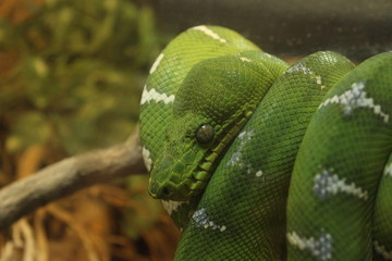 Python from Amazon forest