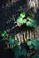 tree bark for background or texture, кора дерева для фона или текстуры