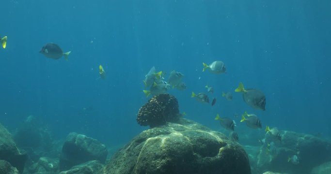 School of Cortez rainbow wrasse and Yellowtail surgeonfish on the reefs of the sea of cortez, Mexico.