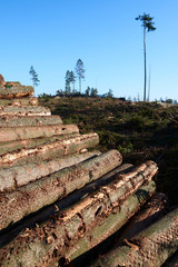 Woodpile of freshly harvested spruce logs. Trunks of trees cut and stacked in forest. Wooden Logs. Selective focus