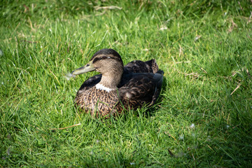 Close-up of a beautiful relaxing female duck in the grass