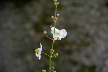 White flower