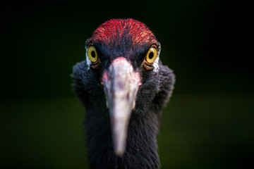 crane bird portrait