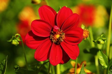 Bees in a beautiful dahlia flower in a botanical garden 