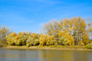 Fototapeta premium Autumn landscape. River bank with autumn trees. Poplars on the b