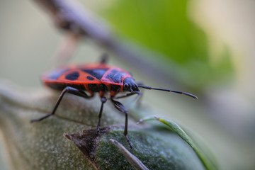 Pyrrhocoris apterus sits on a flower