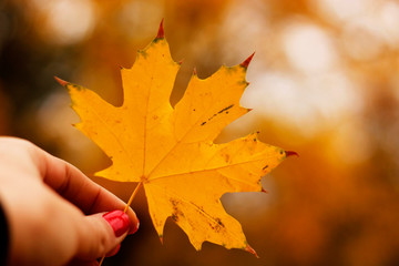 Hand holding a yellow maple leaf close-up on a blurred background, autumn Sunny day. A symbol of autumn.