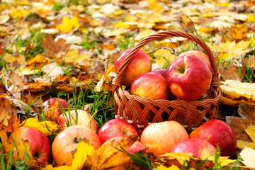 farming, gardening, harvesting and people concept - wicker basket of ripe red apples at autumn garden. World Vegetarian Day