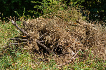 A pile of dried branches and grass