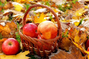 farming, gardening, harvesting and people concept - wicker basket of ripe red apples at autumn garden