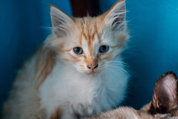 Mom cat and her little kittens