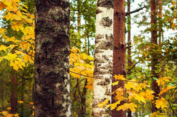 Birch tree trunk and yellow maple leaves in the forest