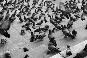 many pigeons on the stairs leading to Lake Pushkar, India