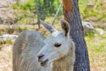 White llama portrait on Corsica island, France.