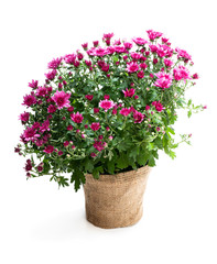 Pot of purple flowering chrysanthemums isolated on white