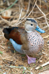 Ringed Duck (in german Rotschulterente, Callonetta leucophrys)
