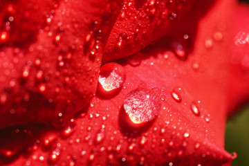 red rose petals with dew drops, close up, soft focus